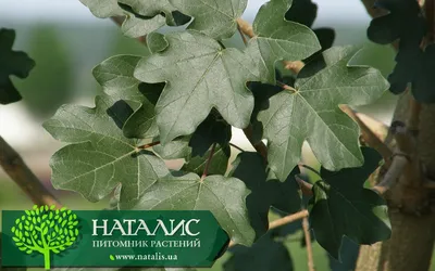 Клен полевой (Acer campestre) - Лиственные растения весна 2024 года -  купить лиственные растения спирея, кизильник, барбарис, лапчатка.