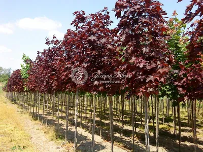 Клён остролистный Роял Ред (Acer platanoides Royal Red) недорого - Зелёная  Гавань