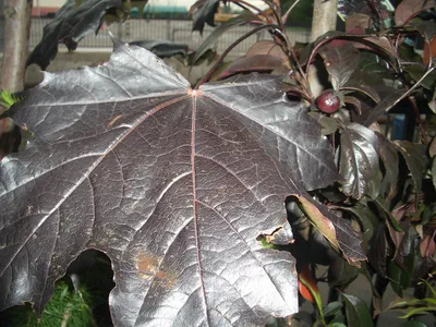 Клен остролистный Роял Ред (Acer platanoides Drummondii) — купите саженцы в  контейнере в Краснодаре - Прекраснодар — садовый центр в Краснодаре