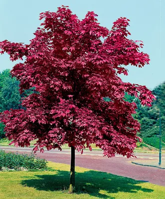 Клен остролистный (Acer platanoides) \"Роял Ред\" ком купить в Екатеринбурге  по выгодной цене - Эко Сад — садовый центр