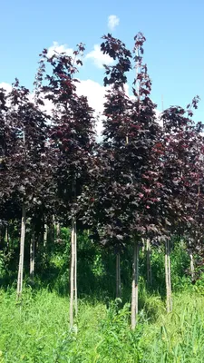 Клен остролистный \"Роял Ред\" (Acer platanoides Royal Red) - Лиственные  растения весна 2024 года - купить лиственные растения спирея, кизильник,  барбарис, лапчатка.