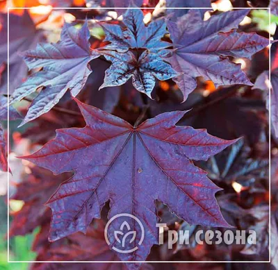 Клён остролистный Acer platanoides \"Royal Red\" | Сибирские газоны -  Сибирские газоны