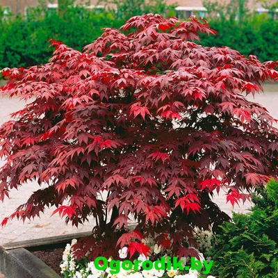 Клен остролистный \"Royal Red\" (Acer platanoides \"Royal Red\")