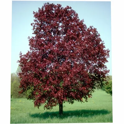 Клен остролистный Royal Red | Аллейные деревья | 12 800р.