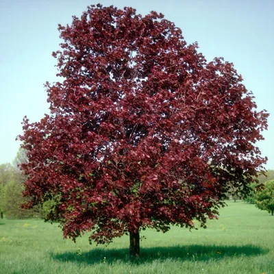 Клен остролистный \"Роял Ред\" (Acer platanoides \"Royal Red\") - Питомник и  Садовый центр Русские Деревья