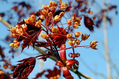 Клен остролистный Роял Рэд (Acer platanoides Royal Red)
