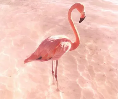 Клен розовый фламинго фото фотографии