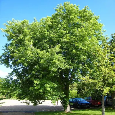 Клен сахаристый (серебристый) \"Acer saccharinum\": купить саженцы в Москве -  Ромашкино Парк