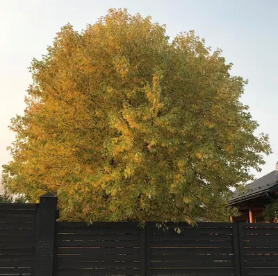 Клён серебристый (Acer saccharinum) — купите саженцы в Краснодаре -  Прекраснодар — садовый центр в Краснодаре