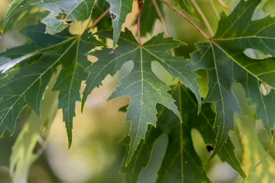 Клен серебристый (Acer saccharinum) - Лиственные растения весна 2024 года -  купить лиственные растения спирея, кизильник, барбарис, лапчатка.