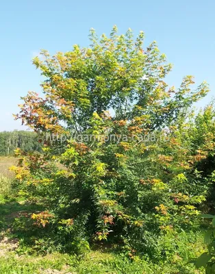 Клён серебристый (Acer saccharinum) — купите саженцы в Краснодаре -  Прекраснодар — садовый центр в Краснодаре