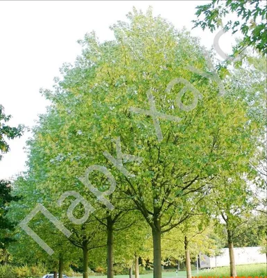 Клён серый - Клен - Лиственные деревья и кустарники - Декоративные деревья  и кустарники - GreenInfo.ru