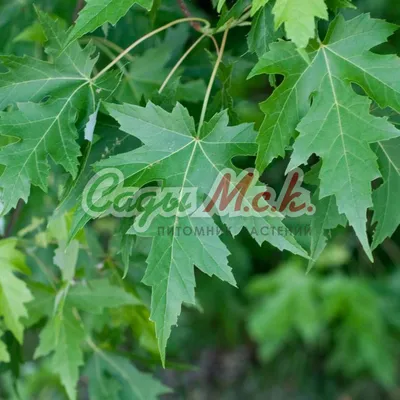 Клен серебристый Acer saccarinum