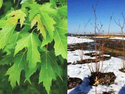 Клен татарский подвид Гиннала 'tataricum subsp. ginnala' (Acer tataricum  subsp. ginnala) - «Feel Green»
