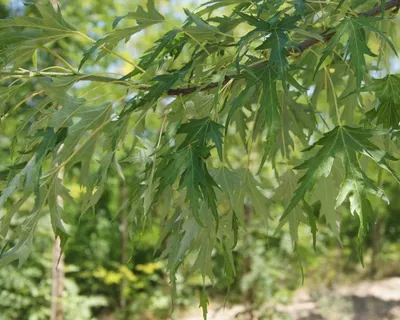 Клен серебристый (Acer saccharinum) - Лиственные растения весна 2024 года -  купить лиственные растения спирея, кизильник, барбарис, лапчатка.