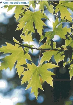 File:Autumn leaves Все краски осени Acer saccharinum Клён серебристый  01.jpg - Wikimedia Commons