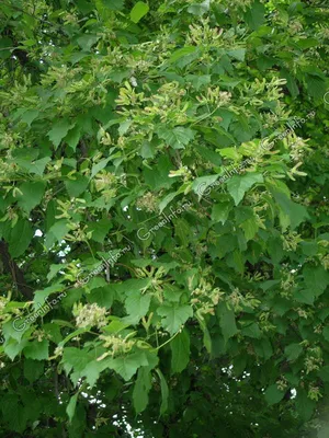 Клен серебристый 'Pyramidalis' Acer saccharinum 'Pyramidalis' - купить в  Киеве и области, справедливая цена - Green Garth (Грин Гарт)