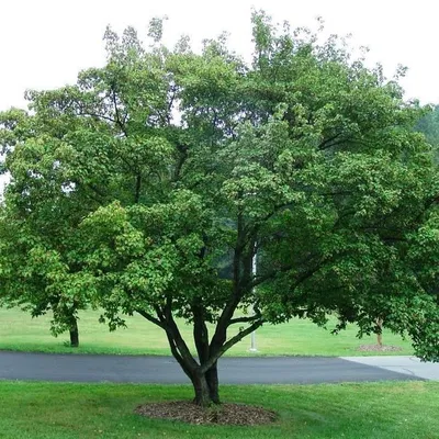Клен татарский (приречный, гиннала), Acer tatarica subsp. ginnala