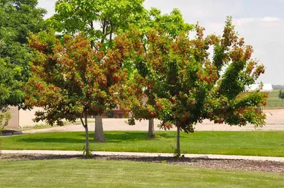 Клен гиннала - Лиственные деревья | Питомник растений | Посадка и уход
