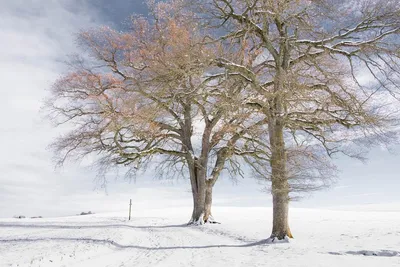 Клен зимой. :: Dark Gryphon Ti-Hellor – Социальная сеть ФотоКто