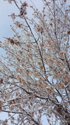 И знает лист, что поутру уронит его на снег зимой плененный клен :: Татьяна  Ломтева – Социальная сеть ФотоКто