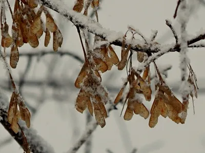 Ясенелистный клён зимой — Фото №1431837