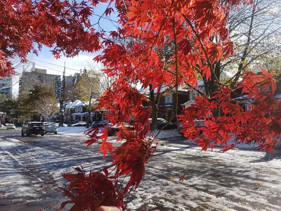 Бесплатное изображение: лист, замороженные, светло-коричневый, снег,  Морозный, лед, ледяной кристалл, зима, осень, клен