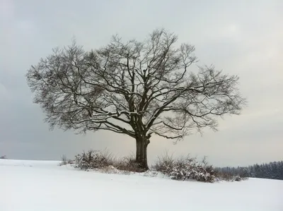 несколько горных клен зимой с тенью на полу, изолированной на белом фоне  Иллюстрация штока - иллюстрации насчитывающей пейзаж, обще: 218765660