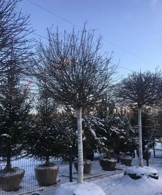 Липа дерево зимой (55 фото) - 55 фото