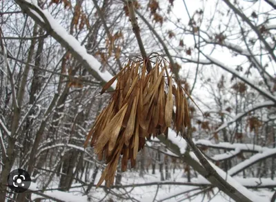 Зимние семена плоды дерева клен замерли на фоне неба Stock-Foto | Adobe  Stock