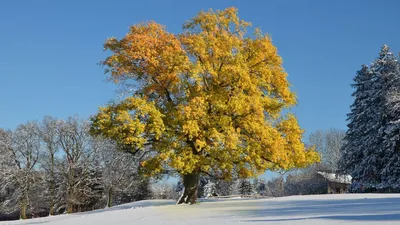 Зима Наступление Зимы Клен - Бесплатное фото на Pixabay - Pixabay