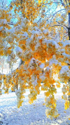 Красный Осенний Клен Дерево Покрытые Снегом Южной Кореи — стоковые  фотографии и другие картинки 2015 - iStock