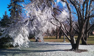 Клен дерево зимой (56 фото) - 56 фото