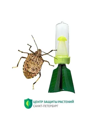 Белые насекомые на томатах, как бороться? - ответы экспертов 7dach.ru