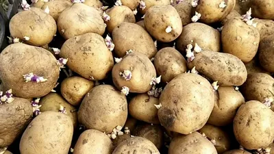 Клубень картофеля фото фотографии