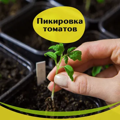 Когда пикировать помидоры, как это делать: правила пикировки рассады  томатов - 5 апреля 2023 - 74.ru