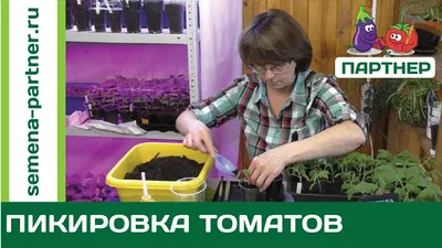 Помидоры на рассаду - когда и как сажать, даты | РБК Украина