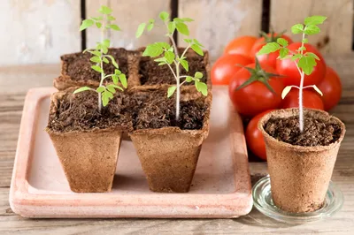 Как пикировать рассаду помидоров в апреле 2023: правила пикировки и  подкормки – как определить нехватку питательных веществ у рассады |  Курьер.Среда | Дзен