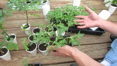 Что такое пикировка помидор, перца, петунии — Как правильно пикировать  рассаду | KVITOFOR