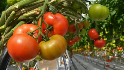 Когда пикировать помидоры, как это делать: правила пикировки рассады  томатов - 26 марта 2023 - НГС