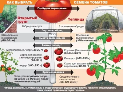 Сколько раз пикировать помидор | Реальный огород | Дзен