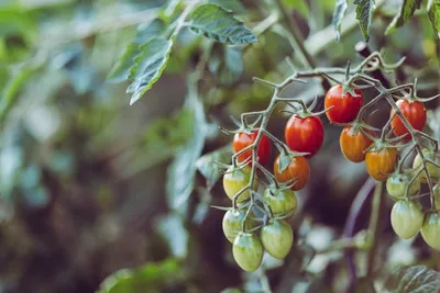 Оптимальный температурный режим для рассады помидор: чему равен  биологический минимум