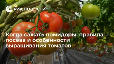 Садовая азбука: как сажать помидоры в грунт | Саратов 24