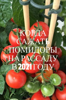 Когда пикировать помидоры, как это делать: правила пикировки рассады  томатов - Newsbash.ru