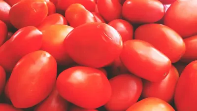 Как обрезать помидоры и обрывать листья - Agro-Market24