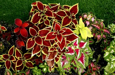 Красный Колеус Растения Сад - Бесплатное фото на Pixabay - Pixabay