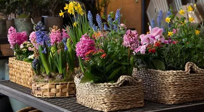 Цветы в сумочке «Сад» - Доставкой цветов в Москве! 49742 товаров! Цены от  487 руб. Цветы Тут
