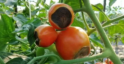 Коричневые пятна на помидорах фото фотографии
