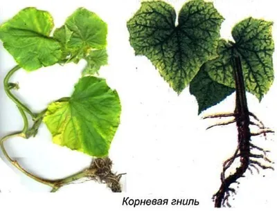 Корневая гниль. Фото с сайта elektro-sadovnik.ru | Растения, Тепличное  садоводство, Органическое садоводство