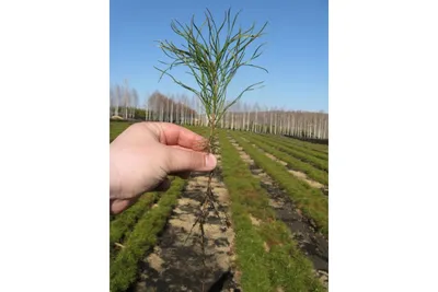 Сеянцы сосны обыкновенной 1 год, закрытая корневая система